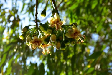 Kapok ağacı (Ceiba pentandra) tropik bir ormanlık alanda yeşil yaprakların arasında çiçek açar. Yapraksı bir tepe örtüsüne karşı sarı çiçekleri ortaya çıkarak doğal çiçekleri, orman ekolojisini ve mevsimsel büyümeyi ön plana çıkarıyor..