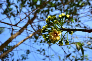 Kapok ağacı (Ceiba pentandra) tropik bir ormanlık alanda yeşil yaprakların arasında çiçek açar. Yapraksı bir tepe örtüsüne karşı sarı çiçekleri ortaya çıkarak doğal çiçekleri, orman ekolojisini ve mevsimsel büyümeyi ön plana çıkarıyor..