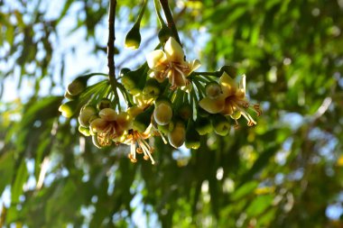 Kapok ağacı (Ceiba pentandra) tropik bir ormanlık alanda yeşil yaprakların arasında çiçek açar. Yapraksı bir tepe örtüsüne karşı sarı çiçekleri ortaya çıkarak doğal çiçekleri, orman ekolojisini ve mevsimsel büyümeyi ön plana çıkarıyor..