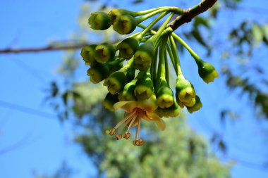 Kapok ağacı (Ceiba pentandra) Bangladeş 'te tropikal bir gölgelikte çiçek ve tomurcuklar yetiştirir. Yeşil yaprakların arasında yeşil yapraklar arasında ortaya çıkan sarı çiçekler, Güney Asya 'da doğal bitki örtüsü, mevsimlik çiçeklenme ve orman ekolojisini ön plana çıkarıyor..