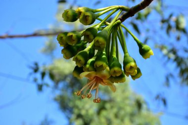 Kapok ağacı (Ceiba pentandra) Bangladeş 'te tropikal bir gölgelikte çiçek ve tomurcuklar yetiştirir. Yeşil yaprakların arasında yeşil yapraklar arasında ortaya çıkan sarı çiçekler, Güney Asya 'da doğal bitki örtüsü, mevsimlik çiçeklenme ve orman ekolojisini ön plana çıkarıyor..