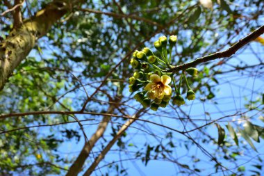Kapok ağacı (Ceiba pentandra) tropik bir ormanlık alanda yeşil yaprakların arasında çiçek açar. Yapraksı bir tepe örtüsüne karşı sarı çiçekleri ortaya çıkarak doğal çiçekleri, orman ekolojisini ve mevsimsel büyümeyi ön plana çıkarıyor..