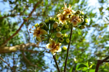Kapok ağacı (Ceiba pentandra) tropik bir ormanlık alanda yeşil yaprakların arasında çiçek açar. Yapraksı bir tepe örtüsüne karşı sarı çiçekleri ortaya çıkarak doğal çiçekleri, orman ekolojisini ve mevsimsel büyümeyi ön plana çıkarıyor..