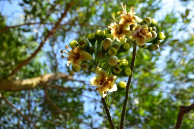 Kapok ağacı (Ceiba pentandra) tropik bir ormanlık alanda yeşil yaprakların arasında çiçek açar. Yapraksı bir tepe örtüsüne karşı sarı çiçekleri ortaya çıkarak doğal çiçekleri, orman ekolojisini ve mevsimsel büyümeyi ön plana çıkarıyor..