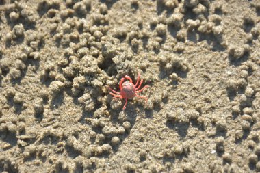 Bakkhali kıyısında, Bangladeş 'te sular çekildiğinde ıslak kumlu sahillere saçılmış minik yengeçler. Sahil sahnesi, sakin bir kıyı şeridinde deniz canlıları, gelgit düzlükleri ve nehir-deniz ekosistem örüntülerini gösteriyor..