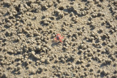 Bakkhali kıyısında, Bangladeş 'te sular çekildiğinde ıslak kumlu sahillere saçılmış minik yengeçler. Sahil sahnesi, sakin bir kıyı şeridinde deniz canlıları, gelgit düzlükleri ve nehir-deniz ekosistem örüntülerini gösteriyor..