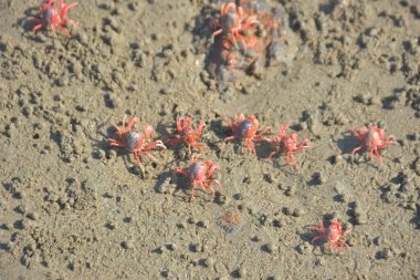 Bakkhali kıyısında, Bangladeş 'te sular çekildiğinde ıslak kumlu sahillere saçılmış minik yengeçler. Sahil sahnesi, sakin bir kıyı şeridinde deniz canlıları, gelgit düzlükleri ve nehir-deniz ekosistem örüntülerini gösteriyor..