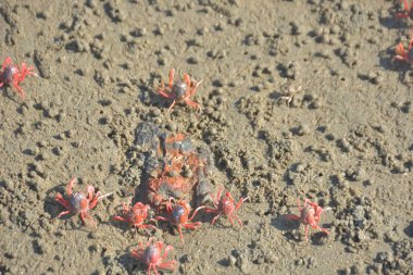 Bakkhali kıyısında, Bangladeş 'te sular çekildiğinde ıslak kumlu sahillere saçılmış minik yengeçler. Sahil sahnesi, sakin bir kıyı şeridinde deniz canlıları, gelgit düzlükleri ve nehir-deniz ekosistem örüntülerini gösteriyor..