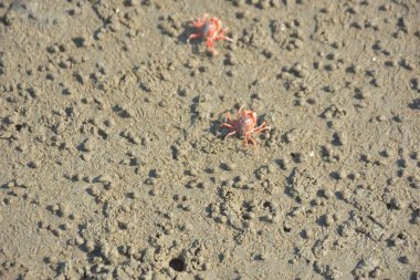 Bakkhali kıyısında, Bangladeş 'te sular çekildiğinde ıslak kumlu sahillere saçılmış minik yengeçler. Sahil sahnesi, sakin bir kıyı şeridinde deniz canlıları, gelgit düzlükleri ve nehir-deniz ekosistem örüntülerini gösteriyor..