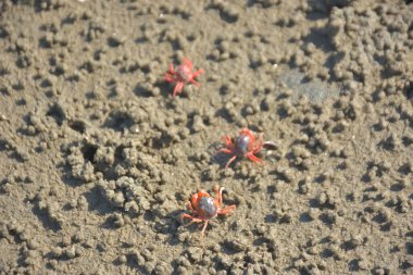 Bakkhali kıyısında, Bangladeş 'te sular çekildiğinde ıslak kumlu sahillere saçılmış minik yengeçler. Sahil sahnesi, sakin bir kıyı şeridinde deniz canlıları, gelgit düzlükleri ve nehir-deniz ekosistem örüntülerini gösteriyor..