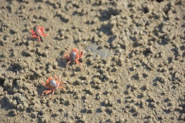Bakkhali kıyısında, Bangladeş 'te sular çekildiğinde ıslak kumlu sahillere saçılmış minik yengeçler. Sahil sahnesi, sakin bir kıyı şeridinde deniz canlıları, gelgit düzlükleri ve nehir-deniz ekosistem örüntülerini gösteriyor..