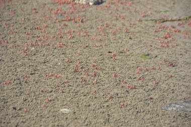 Bakkhali kıyısında, Bangladeş 'te sular çekildiğinde ıslak kumlu sahillere saçılmış minik yengeçler. Sahil sahnesi, sakin bir kıyı şeridinde deniz canlıları, gelgit düzlükleri ve nehir-deniz ekosistem örüntülerini gösteriyor..