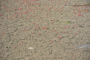 Bakkhali kıyısında, Bangladeş 'te sular çekildiğinde ıslak kumlu sahillere saçılmış minik yengeçler. Sahil sahnesi, sakin bir kıyı şeridinde deniz canlıları, gelgit düzlükleri ve nehir-deniz ekosistem örüntülerini gösteriyor..