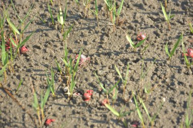 Bakkhali kıyısında, Bangladeş 'te sular çekildiğinde ıslak kumlu sahillere saçılmış minik yengeçler. Sahil sahnesi, sakin bir kıyı şeridinde deniz canlıları, gelgit düzlükleri ve nehir-deniz ekosistem örüntülerini gösteriyor..