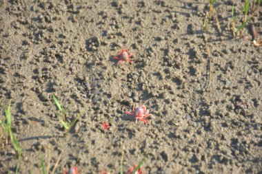 Bakkhali kıyısında, Bangladeş 'te sular çekildiğinde ıslak kumlu sahillere saçılmış minik yengeçler. Sahil sahnesi, sakin bir kıyı şeridinde deniz canlıları, gelgit düzlükleri ve nehir-deniz ekosistem örüntülerini gösteriyor..