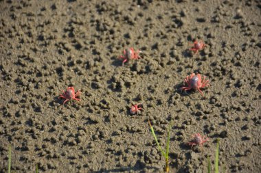 Bakkhali kıyısında, Bangladeş 'te sular çekildiğinde ıslak kumlu sahillere saçılmış minik yengeçler. Sahil sahnesi, sakin bir kıyı şeridinde deniz canlıları, gelgit düzlükleri ve nehir-deniz ekosistem örüntülerini gösteriyor..