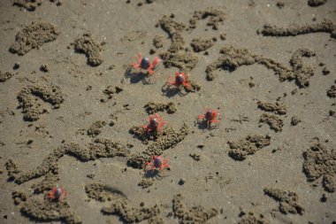 Bakkhali kıyısında, Bangladeş 'te sular çekildiğinde ıslak kumlu sahillere saçılmış minik yengeçler. Sahil sahnesi, sakin bir kıyı şeridinde deniz canlıları, gelgit düzlükleri ve nehir-deniz ekosistem örüntülerini gösteriyor..