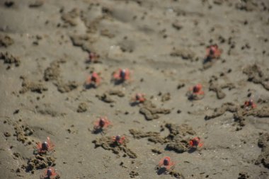 Bakkhali kıyısında, Bangladeş 'te sular çekildiğinde ıslak kumlu sahillere saçılmış minik yengeçler. Sahil sahnesi, sakin bir kıyı şeridinde deniz canlıları, gelgit düzlükleri ve nehir-deniz ekosistem örüntülerini gösteriyor..