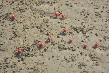 Bakkhali kıyısında, Bangladeş 'te sular çekildiğinde ıslak kumlu sahillere saçılmış minik yengeçler. Sahil sahnesi, sakin bir kıyı şeridinde deniz canlıları, gelgit düzlükleri ve nehir-deniz ekosistem örüntülerini gösteriyor..