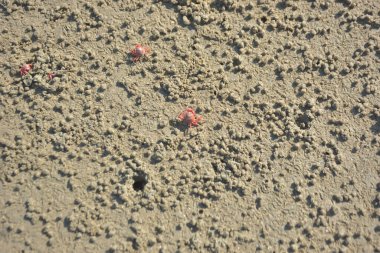 Bakkhali kıyısında, Bangladeş 'te sular çekildiğinde ıslak kumlu sahillere saçılmış minik yengeçler. Sahil sahnesi, sakin bir kıyı şeridinde deniz canlıları, gelgit düzlükleri ve nehir-deniz ekosistem örüntülerini gösteriyor..