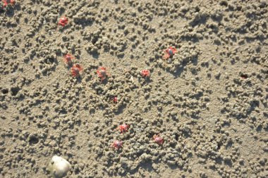 Bakkhali kıyısında, Bangladeş 'te sular çekildiğinde ıslak kumlu sahillere saçılmış minik yengeçler. Sahil sahnesi, sakin bir kıyı şeridinde deniz canlıları, gelgit düzlükleri ve nehir-deniz ekosistem örüntülerini gösteriyor..