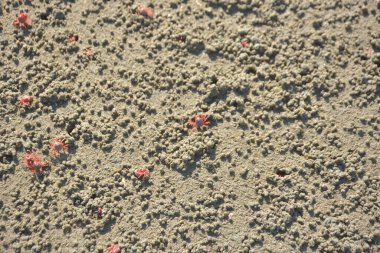 Bakkhali kıyısında, Bangladeş 'te sular çekildiğinde ıslak kumlu sahillere saçılmış minik yengeçler. Sahil sahnesi, sakin bir kıyı şeridinde deniz canlıları, gelgit düzlükleri ve nehir-deniz ekosistem örüntülerini gösteriyor..