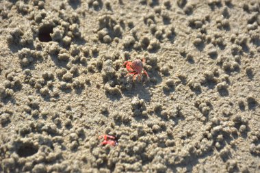 Bakkhali kıyısında, Bangladeş 'te sular çekildiğinde ıslak kumlu sahillere saçılmış minik yengeçler. Sahil sahnesi, sakin bir kıyı şeridinde deniz canlıları, gelgit düzlükleri ve nehir-deniz ekosistem örüntülerini gösteriyor..