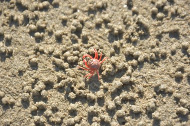 Bakkhali kıyısında, Bangladeş 'te sular çekildiğinde ıslak kumlu sahillere saçılmış minik yengeçler. Sahil sahnesi, sakin bir kıyı şeridinde deniz canlıları, gelgit düzlükleri ve nehir-deniz ekosistem örüntülerini gösteriyor..