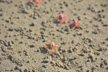Bakkhali kıyısında, Bangladeş 'te sular çekildiğinde ıslak kumlu sahillere saçılmış minik yengeçler. Sahil sahnesi, sakin bir kıyı şeridinde deniz canlıları, gelgit düzlükleri ve nehir-deniz ekosistem örüntülerini gösteriyor..