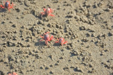 Bakkhali kıyısında, Bangladeş 'te sular çekildiğinde ıslak kumlu sahillere saçılmış minik yengeçler. Sahil sahnesi, sakin bir kıyı şeridinde deniz canlıları, gelgit düzlükleri ve nehir-deniz ekosistem örüntülerini gösteriyor..