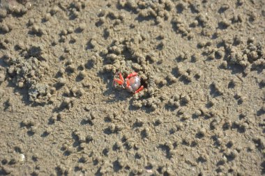 Bakkhali kıyısında, Bangladeş 'te sular çekildiğinde ıslak kumlu sahillere saçılmış minik yengeçler. Sahil sahnesi, sakin bir kıyı şeridinde deniz canlıları, gelgit düzlükleri ve nehir-deniz ekosistem örüntülerini gösteriyor..