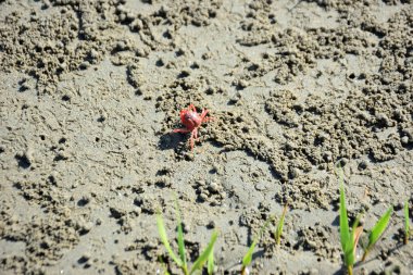 Bakkhali kıyısında, Bangladeş 'te sular çekildiğinde ıslak kumlu sahillere saçılmış minik yengeçler. Sahil sahnesi, sakin bir kıyı şeridinde deniz canlıları, gelgit düzlükleri ve nehir-deniz ekosistem örüntülerini gösteriyor..