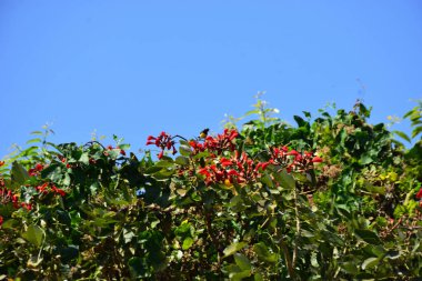 Coxs Bazar, Bangladeş 'te kırmızı çiçekli mor mercan ağacı. Açık mavi gökyüzünün altındaki yoğun yeşil tepe örtüsü tropikal kıyı bitkilerini, mevsimlik çiçekleri ve güneydoğu Bangladeş 'in doğal manzarasını vurgular..