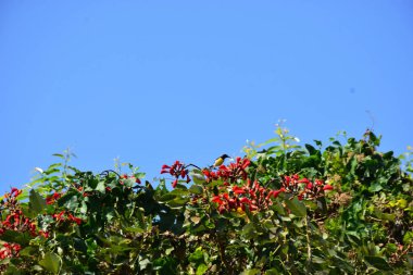 Coxs Bazar, Bangladeş 'te kırmızı çiçekli mor mercan ağacı. Açık mavi gökyüzünün altındaki yoğun yeşil tepe örtüsü tropikal kıyı bitkilerini, mevsimlik çiçekleri ve güneydoğu Bangladeş 'in doğal manzarasını vurgular..
