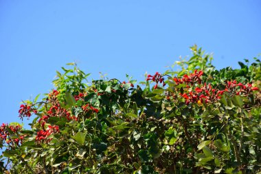 Coxs Bazar, Bangladeş 'te kırmızı çiçekli mor mercan ağacı. Açık mavi gökyüzünün altındaki yoğun yeşil tepe örtüsü tropikal kıyı bitkilerini, mevsimlik çiçekleri ve güneydoğu Bangladeş 'in doğal manzarasını vurgular..