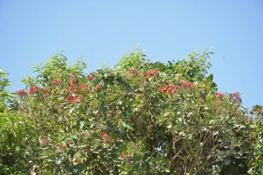 Coxs Bazar, Bangladeş 'te kırmızı çiçekli mor mercan ağacı. Açık mavi gökyüzünün altındaki yoğun yeşil tepe örtüsü tropikal kıyı bitkilerini, mevsimlik çiçekleri ve güneydoğu Bangladeş 'in doğal manzarasını vurgular..