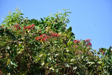 Coxs Bazar, Bangladeş 'te kırmızı çiçekli mor mercan ağacı. Açık mavi gökyüzünün altındaki yoğun yeşil tepe örtüsü tropikal kıyı bitkilerini, mevsimlik çiçekleri ve güneydoğu Bangladeş 'in doğal manzarasını vurgular..