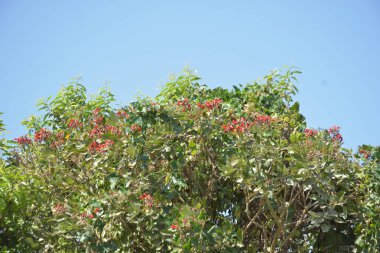 Coxs Bazar, Bangladeş 'te kırmızı çiçekli mor mercan ağacı. Açık mavi gökyüzünün altındaki yoğun yeşil tepe örtüsü tropikal kıyı bitkilerini, mevsimlik çiçekleri ve güneydoğu Bangladeş 'in doğal manzarasını vurgular..