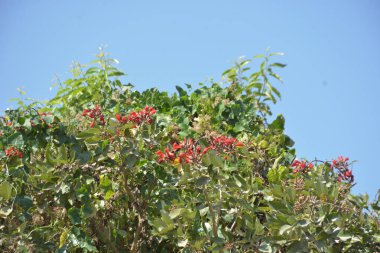 Coxs Bazar, Bangladeş 'te kırmızı çiçekli mor mercan ağacı. Açık mavi gökyüzünün altındaki yoğun yeşil tepe örtüsü tropikal kıyı bitkilerini, mevsimlik çiçekleri ve güneydoğu Bangladeş 'in doğal manzarasını vurgular..