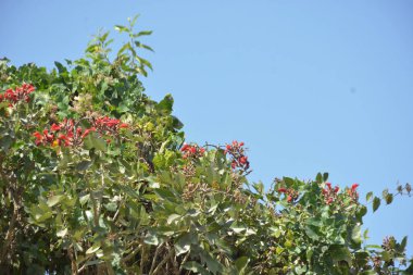 Coxs Bazar, Bangladeş 'te kırmızı çiçekli mor mercan ağacı. Açık mavi gökyüzünün altındaki yoğun yeşil tepe örtüsü tropikal kıyı bitkilerini, mevsimlik çiçekleri ve güneydoğu Bangladeş 'in doğal manzarasını vurgular..