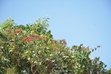 Coxs Bazar, Bangladeş 'te kırmızı çiçekli mor mercan ağacı. Açık mavi gökyüzünün altındaki yoğun yeşil tepe örtüsü tropikal kıyı bitkilerini, mevsimlik çiçekleri ve güneydoğu Bangladeş 'in doğal manzarasını vurgular..