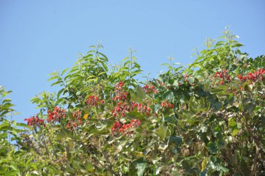Coxs Bazar, Bangladeş 'te kırmızı çiçekli mor mercan ağacı. Açık mavi gökyüzünün altındaki yoğun yeşil tepe örtüsü tropikal kıyı bitkilerini, mevsimlik çiçekleri ve güneydoğu Bangladeş 'in doğal manzarasını vurgular..