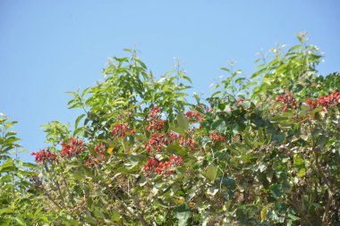 Coxs Bazar, Bangladeş 'te kırmızı çiçekli mor mercan ağacı. Açık mavi gökyüzünün altındaki yoğun yeşil tepe örtüsü tropikal kıyı bitkilerini, mevsimlik çiçekleri ve güneydoğu Bangladeş 'in doğal manzarasını vurgular..