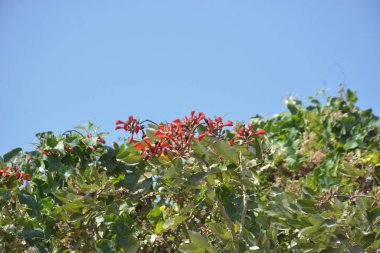 Coxs Bazar, Bangladeş 'te kırmızı çiçekli mor mercan ağacı. Açık mavi gökyüzünün altındaki yoğun yeşil tepe örtüsü tropikal kıyı bitkilerini, mevsimlik çiçekleri ve güneydoğu Bangladeş 'in doğal manzarasını vurgular..