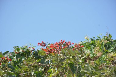 Coxs Bazar, Bangladeş 'te kırmızı çiçekli mor mercan ağacı. Açık mavi gökyüzünün altındaki yoğun yeşil tepe örtüsü tropikal kıyı bitkilerini, mevsimlik çiçekleri ve güneydoğu Bangladeş 'in doğal manzarasını vurgular..