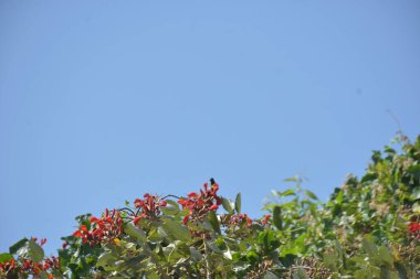 Coxs Bazar, Bangladeş 'te kırmızı çiçekli mor mercan ağacı. Açık mavi gökyüzünün altındaki yoğun yeşil tepe örtüsü tropikal kıyı bitkilerini, mevsimlik çiçekleri ve güneydoğu Bangladeş 'in doğal manzarasını vurgular..