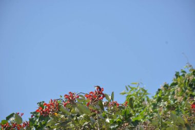 Coxs Bazar, Bangladeş 'te kırmızı çiçekli mor mercan ağacı. Açık mavi gökyüzünün altındaki yoğun yeşil tepe örtüsü tropikal kıyı bitkilerini, mevsimlik çiçekleri ve güneydoğu Bangladeş 'in doğal manzarasını vurgular..