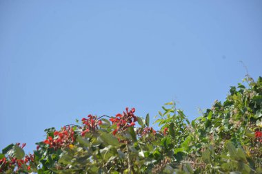 Coxs Bazar, Bangladeş 'te kırmızı çiçekli mor mercan ağacı. Açık mavi gökyüzünün altındaki yoğun yeşil tepe örtüsü tropikal kıyı bitkilerini, mevsimlik çiçekleri ve güneydoğu Bangladeş 'in doğal manzarasını vurgular..