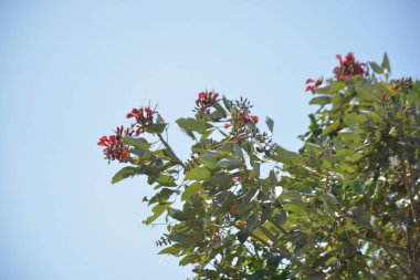 Coxs Bazar, Bangladeş 'te kırmızı çiçekli mor mercan ağacı. Açık mavi gökyüzünün altındaki yoğun yeşil tepe örtüsü tropikal kıyı bitkilerini, mevsimlik çiçekleri ve güneydoğu Bangladeş 'in doğal manzarasını vurgular..