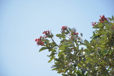 Coxs Bazar, Bangladeş 'te kırmızı çiçekli mor mercan ağacı. Açık mavi gökyüzünün altındaki yoğun yeşil tepe örtüsü tropikal kıyı bitkilerini, mevsimlik çiçekleri ve güneydoğu Bangladeş 'in doğal manzarasını vurgular..